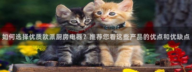 摩登7官网的详细介绍